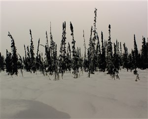 Image description is not available for 2019.018